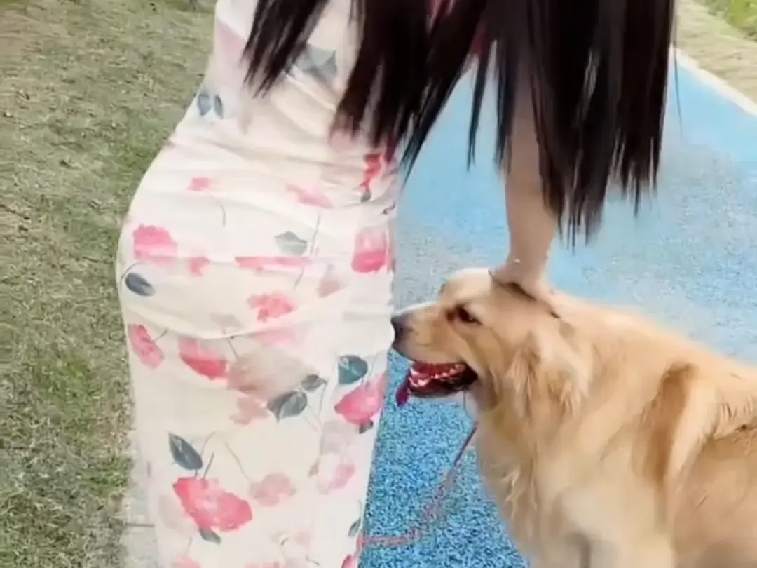 《抖音香香公主与爱犬金毛》完整版科普视频在线免费观看-抖音香香公主与爱犬直播回放网盘资源免费领取-高清完整版在线观看
