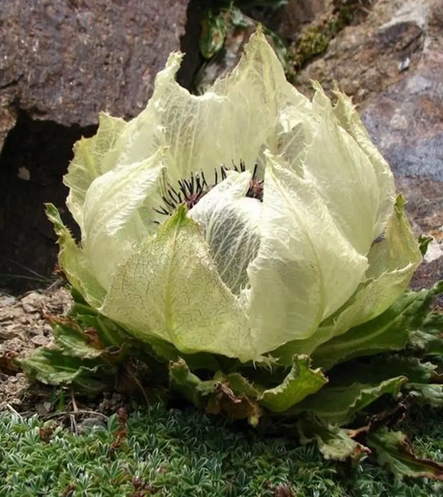 《禁忌凝视》欧美伦理电影 - 1080P高清完整版在线播放 - 无删减免费观看剧情片